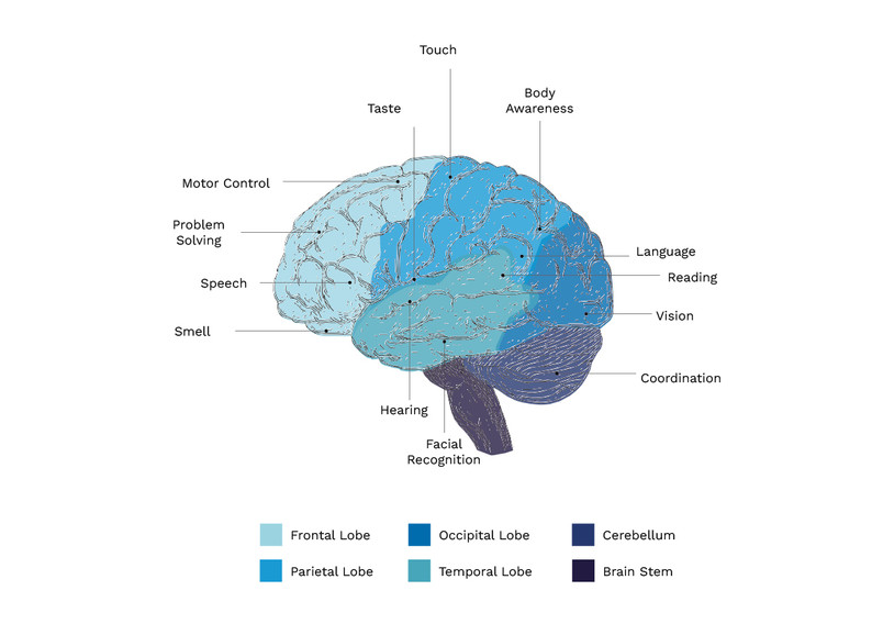 Brain Lopes And Bodily Functions