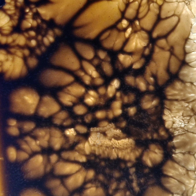  Close-up of organic pattern with dark and light cell-like structures.