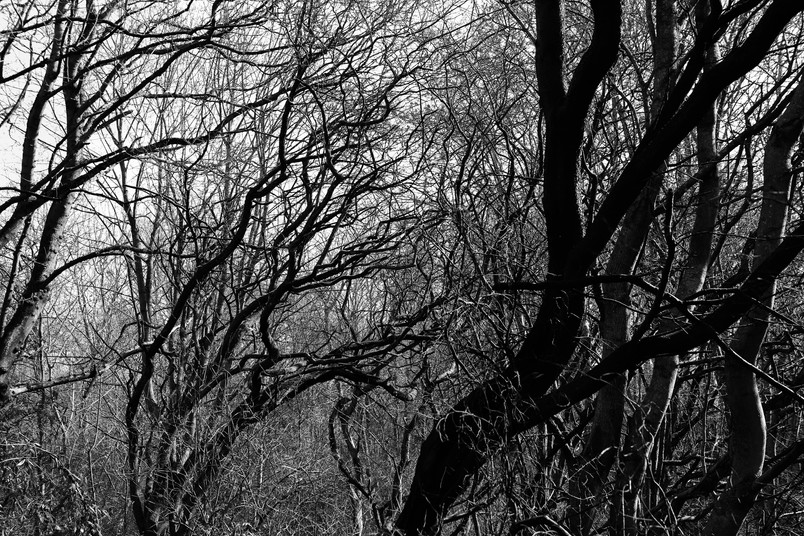 tree_branches