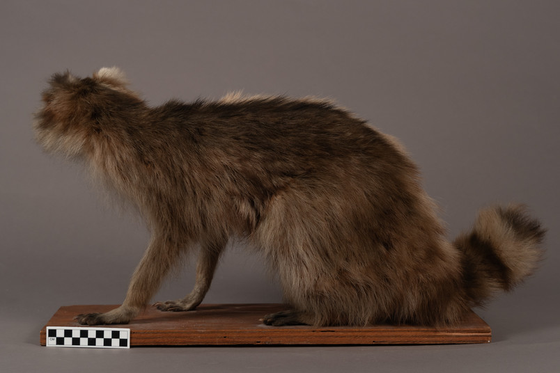 Raccoon after color restoration