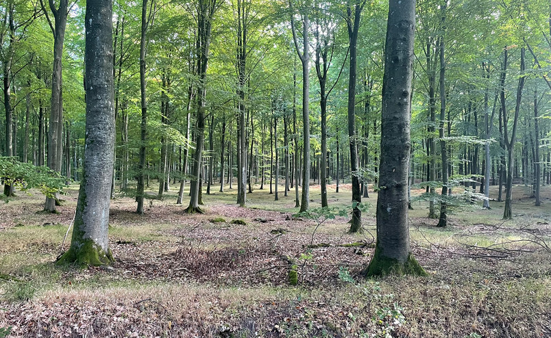 Gribskov