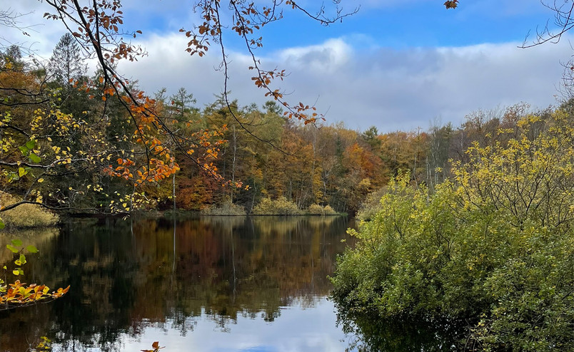 Gribskov
