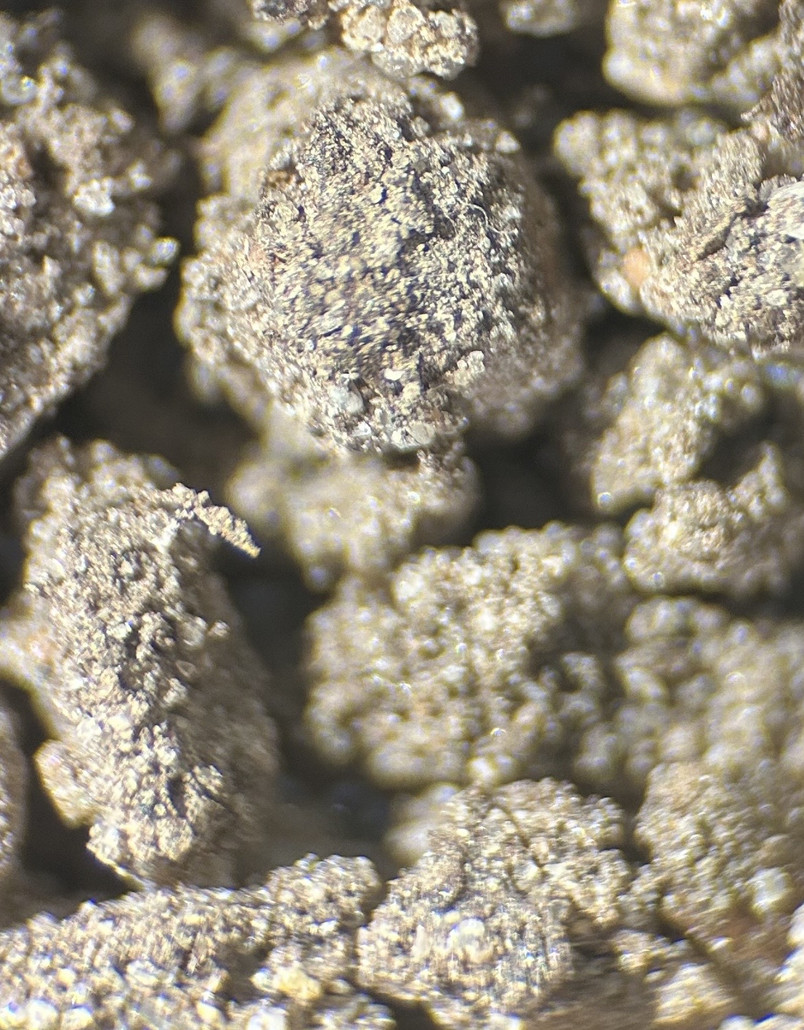 Colors of soil under a microscope