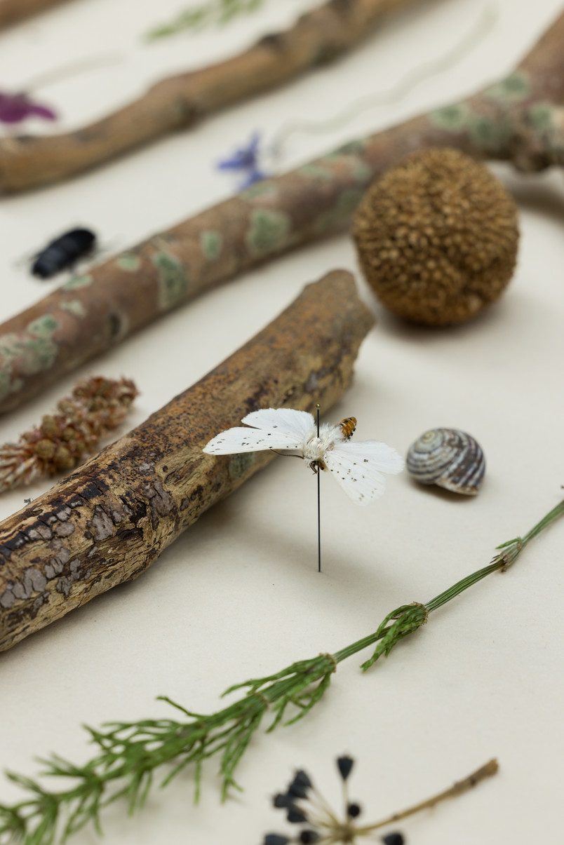 zoom in on an insect and selected biomass photo : I DO ART AGENCY 