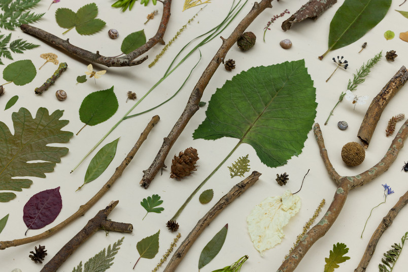 zoom in on a locally selected bimass ( plants, insects, fungi) photo: I DO ART AGENCY