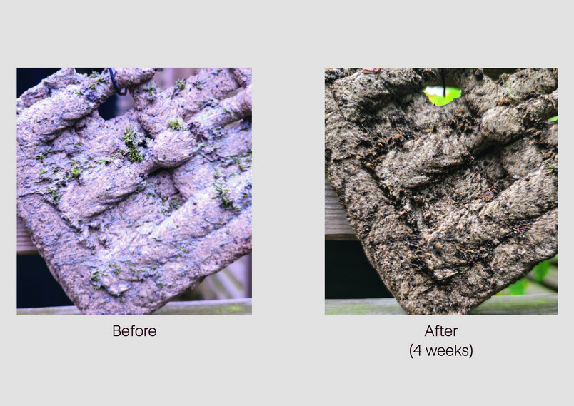 Moss Growth Experiment