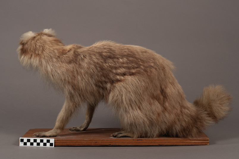 Raccoon before color restoration