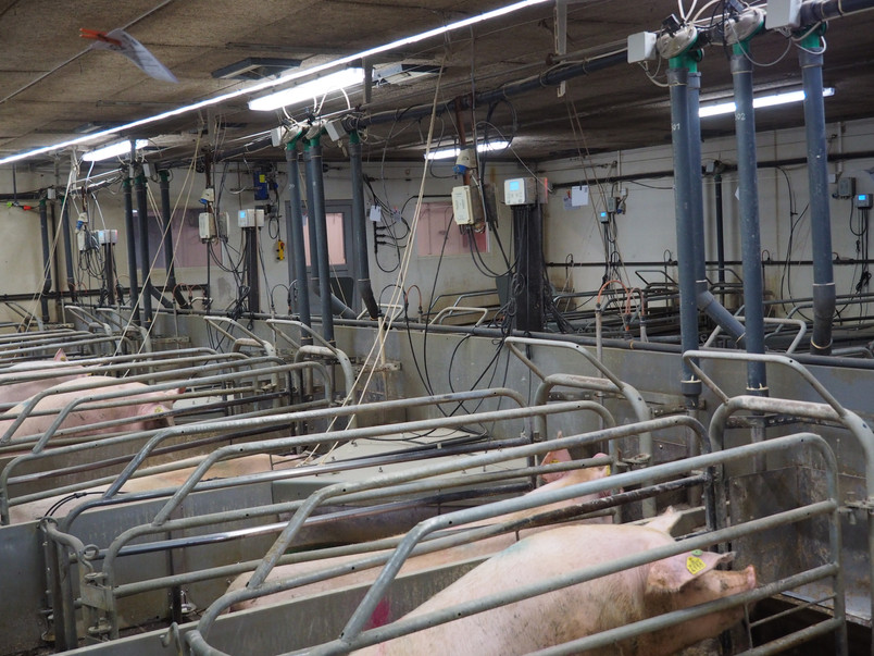 Photo from a farrowing unit in the conventional production system addressed in the project. Photo by author.