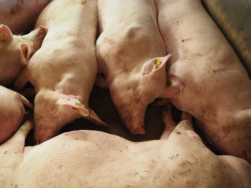 Photo from the gestation unit in the conventional production system addressed in the project. Photo by author.