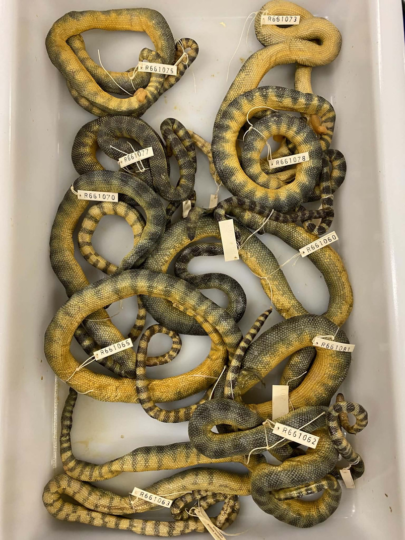 Snake specimens (of the species Hydrophis brookii) from the Herpetology collection at NHMD, selected for CT-scan.