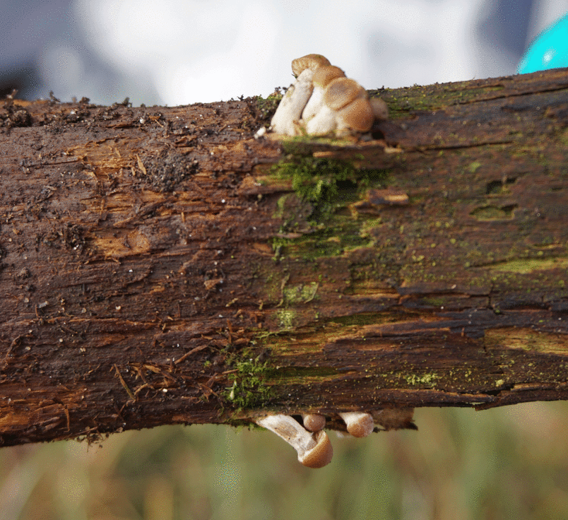 Fruiting bodies from wood degrading fungi in wood from kitchen midden site in the Nuuk Fjord. Copyright Anne Marie Høier Eriksen, National Museum of Denmark
