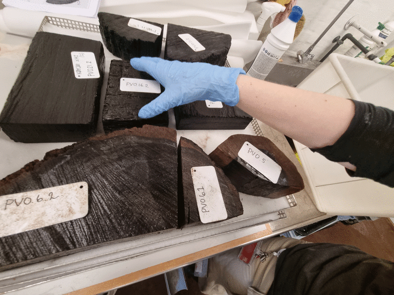 Waterlogged oak is prepared for conservation to be used as model material