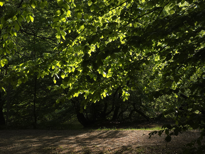 Tree with translucent leaves