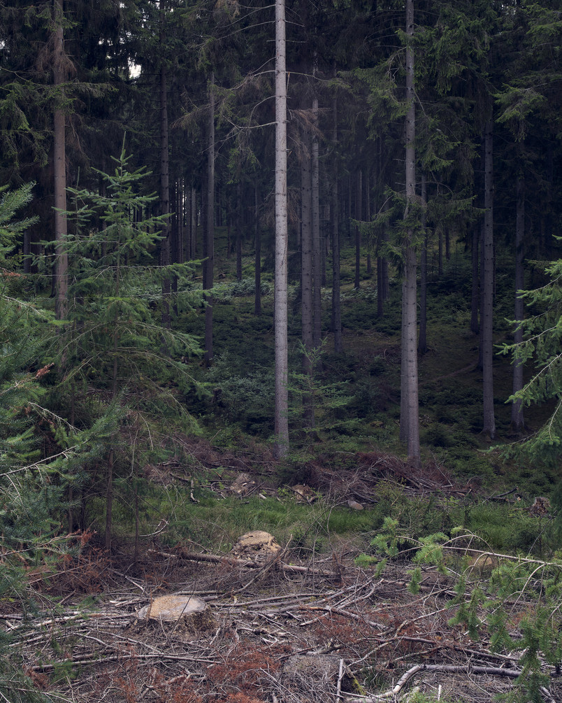 Gribskov. Photo: Lars Rolfsted Mortensen