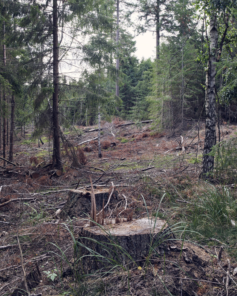 Gribskov, 2026, Photo: Lars Rolfsted Mortensen