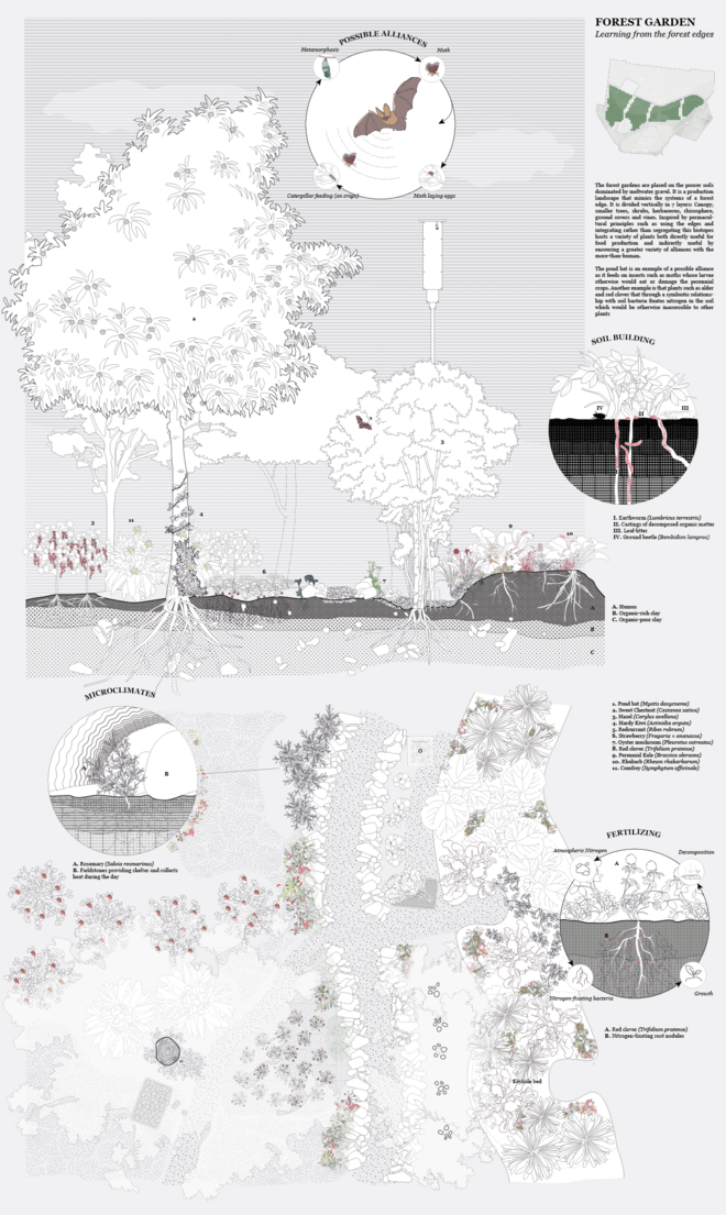 The forest garden typology