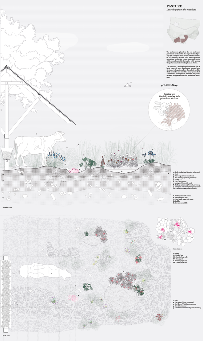 The meadow typology
