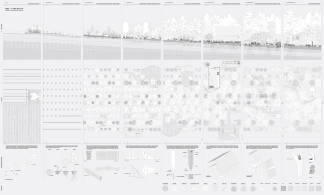 The Living Fence over 100 years of ecological succesion (overview of 2m drawing)