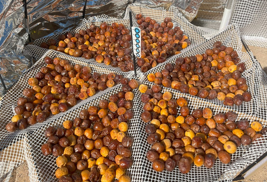 dates
