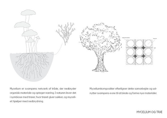 I naturen lever mycelium i tæt samspil med træer – det optager næring ved at nedbryde organisk materiale, mens træerne leverer sukker gennem rødderne. Myceliumkompositter bygger videre på dette naturlige samarbejde og bruger svampens evne til at binde materialer sammen i nye, formbare og biologisk nedbrydelige konstruktioner.
