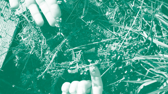 Touching garden mint
