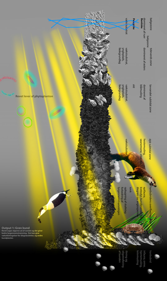 Vertical zonation