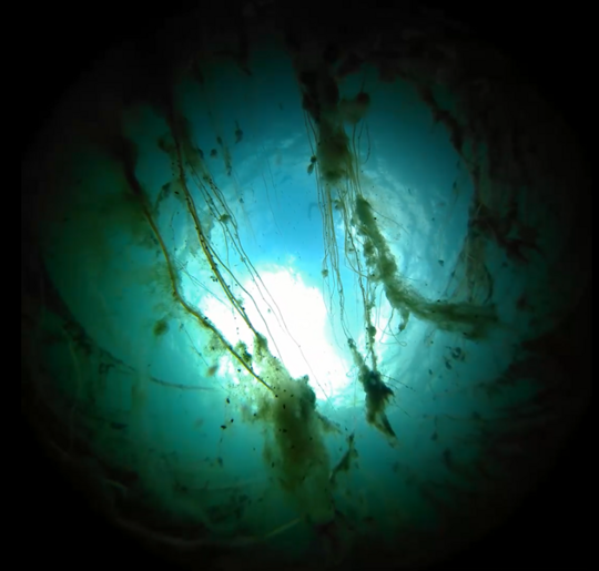 Sea weed seen under water