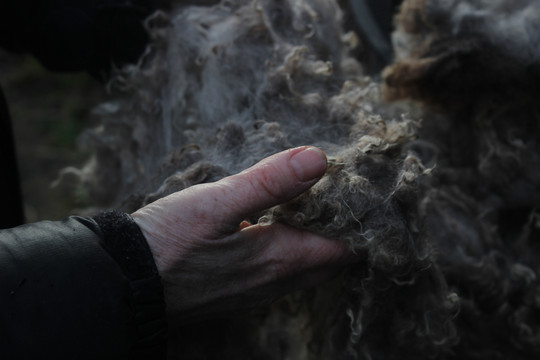 Hand holding raw wool fibers.