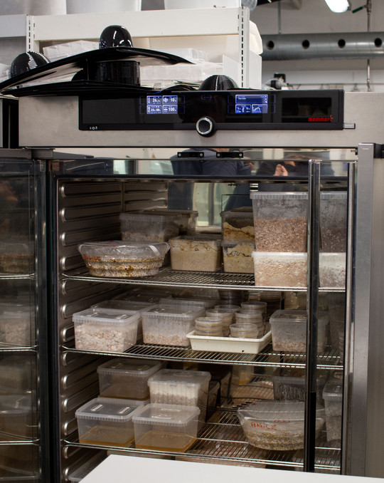 Incubator cabinet with plastic containers of mycelium arranged on metal shelves in a laboratory setting.