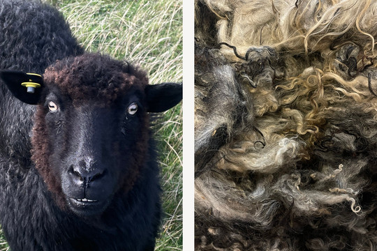 Spelsau sheep and spelsau sheep's wool