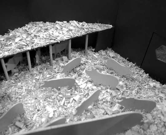 Inside farrowing hut