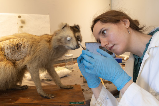 Luna working on recoloring the raccoon specimen