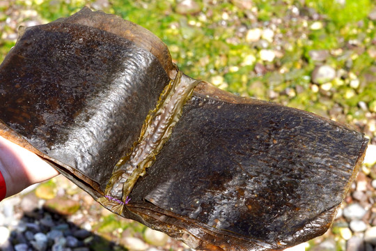Hand holding a dark, glossy, folded material outdoors.