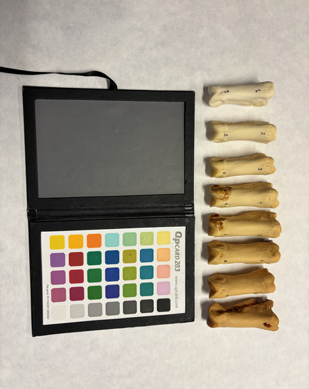 Bones after thermal degradation treatment.