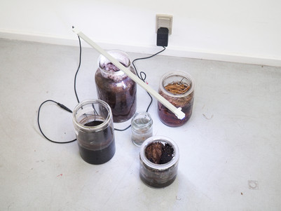 Raw aroma representations. Reeds, bottom water, peat, fungi, pyrite (1), Pyrite (2).