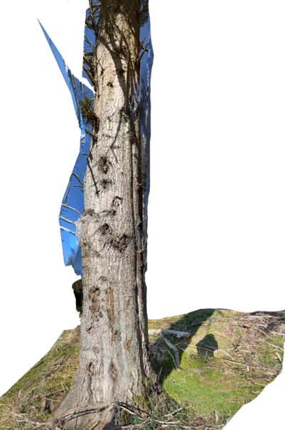 3D-scanning knastbeskåret af træ i Magleskov