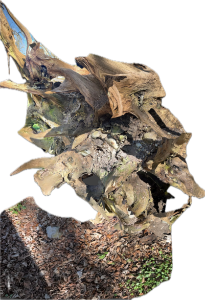 3D-scanning af stammen fra et væltet træ i Suserup Skov