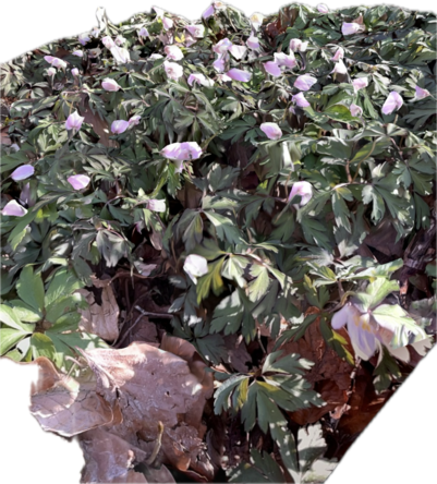 3D-scanning af lyserøde anemoner i Boserup Skov