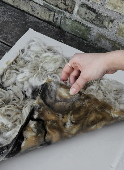 Hand lifting layers of wool and biomaterial.