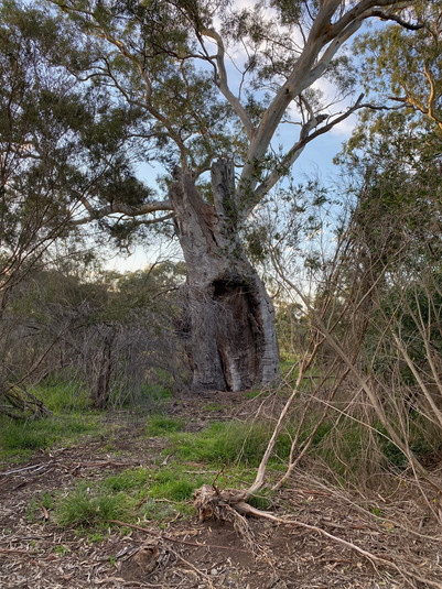 Large, old tree with a hollow trunk and spreading branches surrounded by dense vegetation.