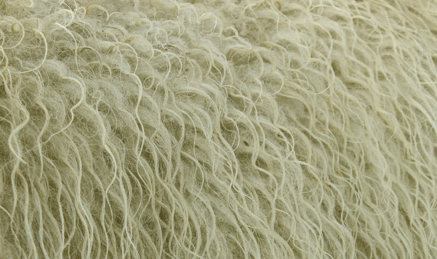 Wool