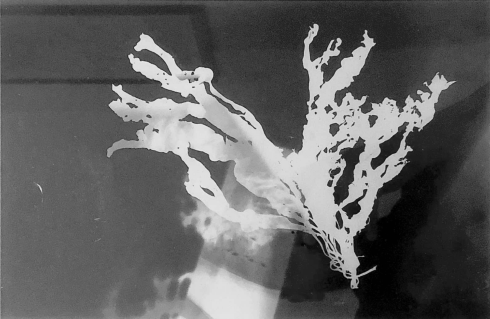 Rayograph Tang og murstein
