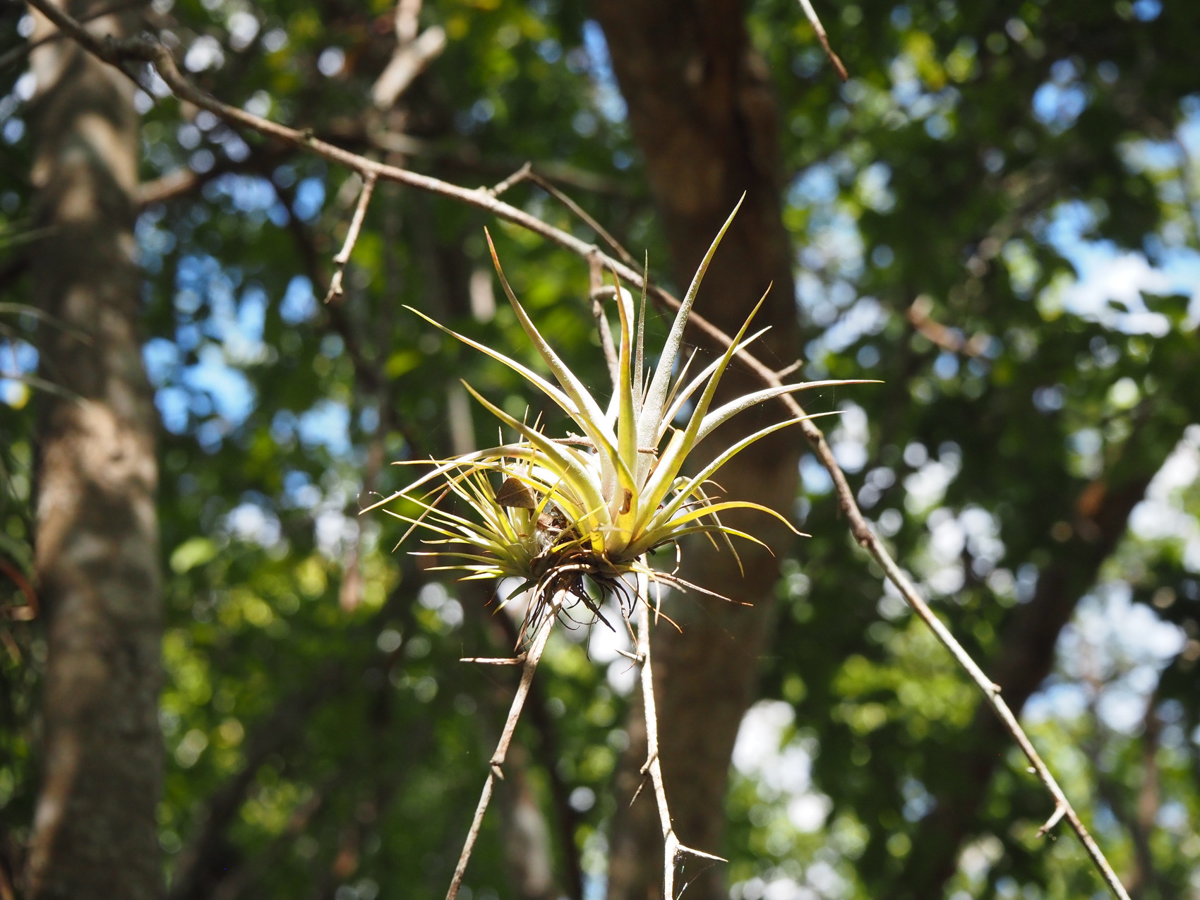 tillandsia