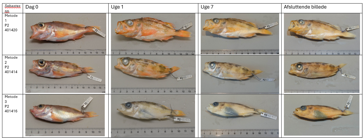 Change in color and morphology in Sebastes sp.
