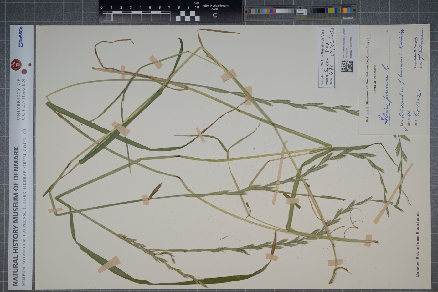 Lolium perenne