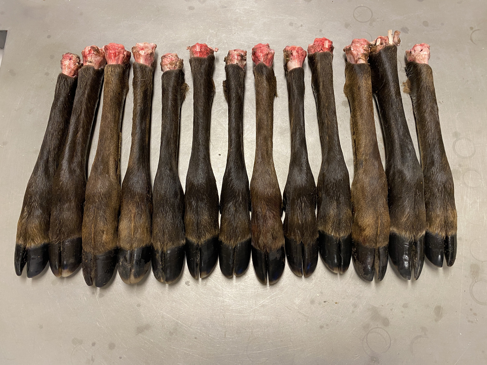 Red deer hoves used in experiment