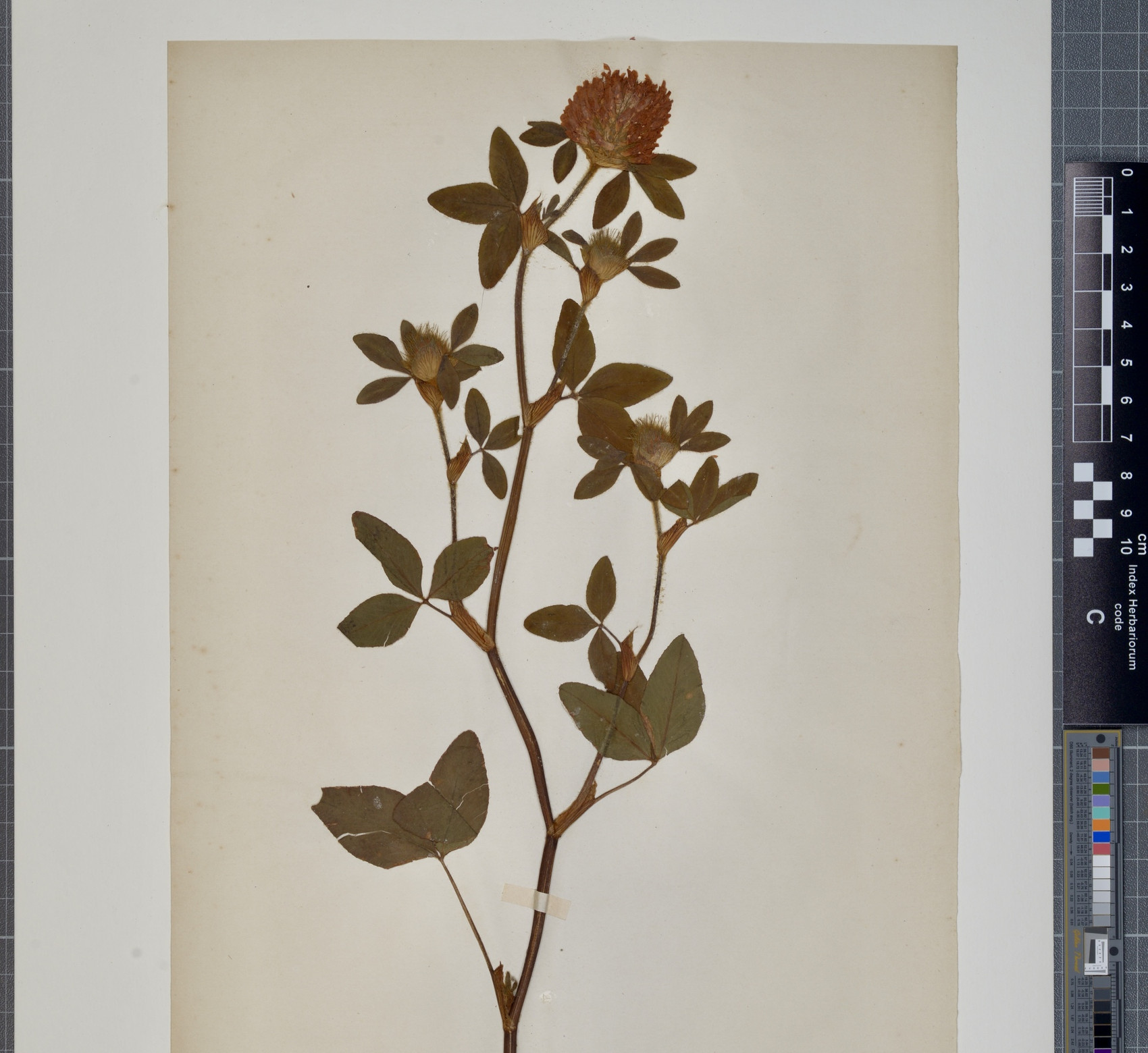 Trifolium Pratense herbarium