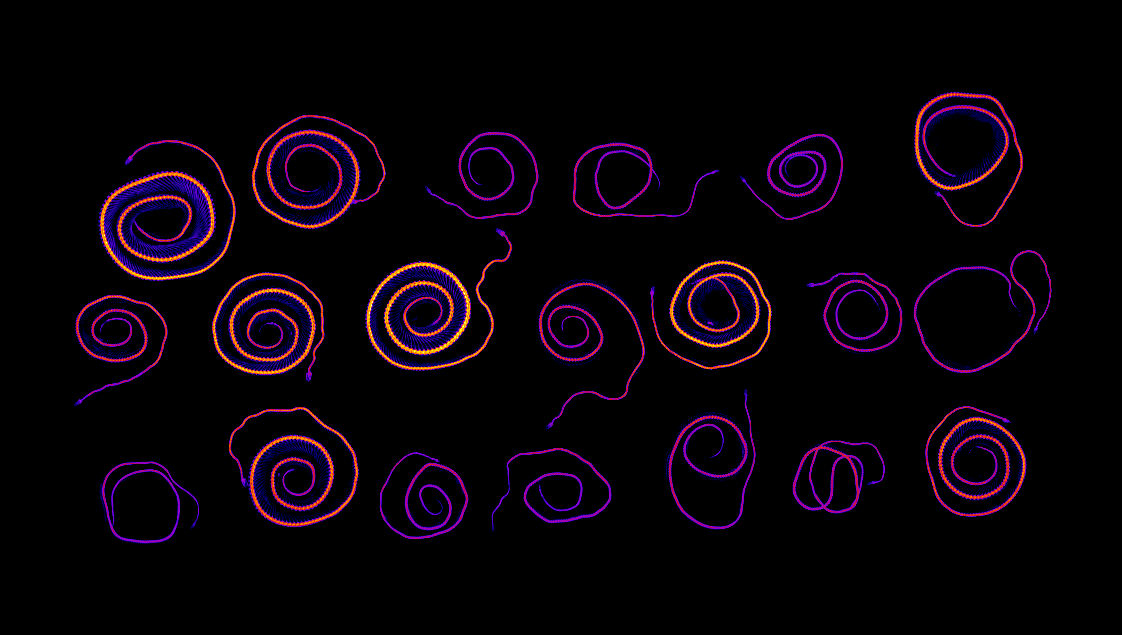 A CT-scan of sea snake specimens